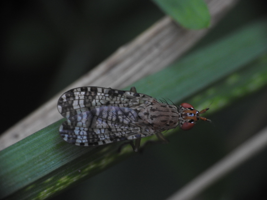 Sciomyzidae - szarvaslégyfélék