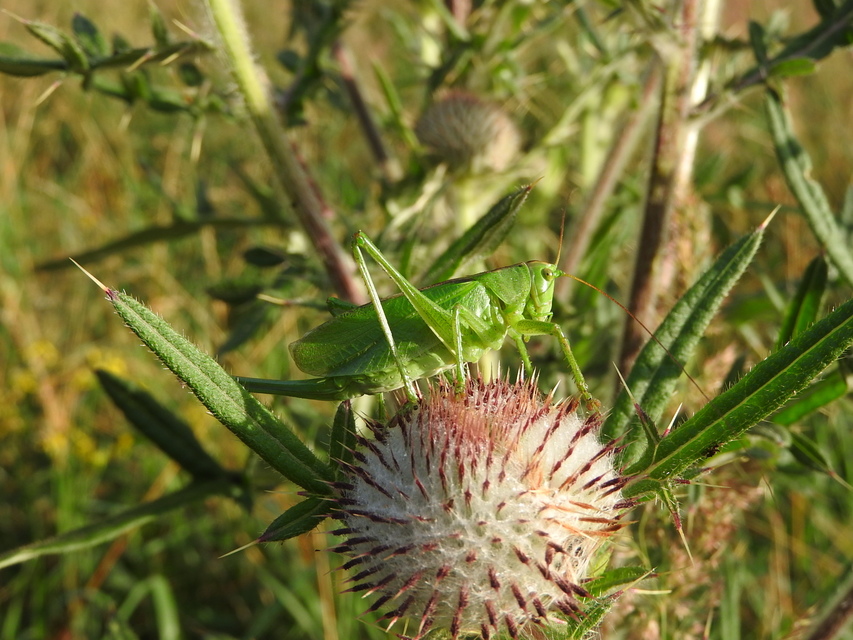 Tettigonia cantans - éneklő lombszöcske