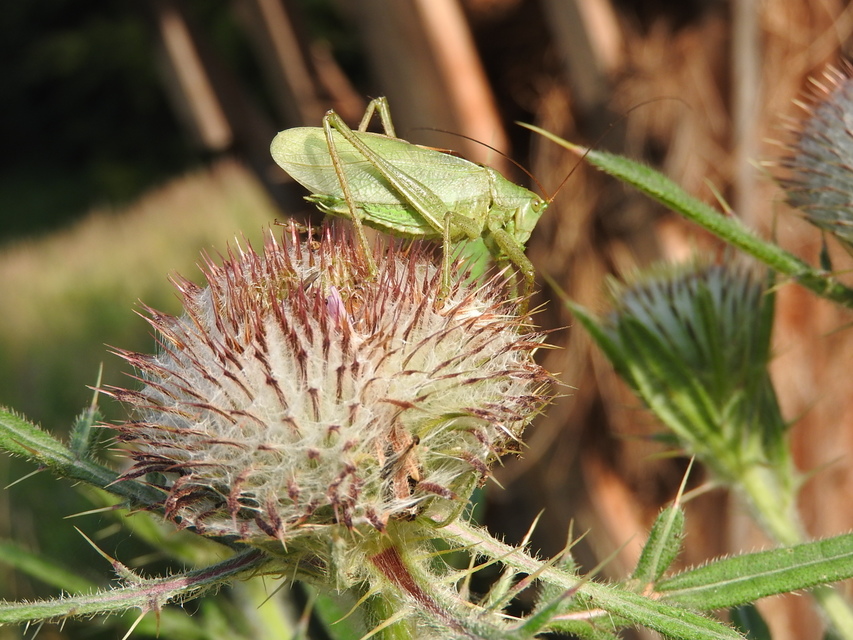 Tettigonia cantans - éneklő lombszöcske
