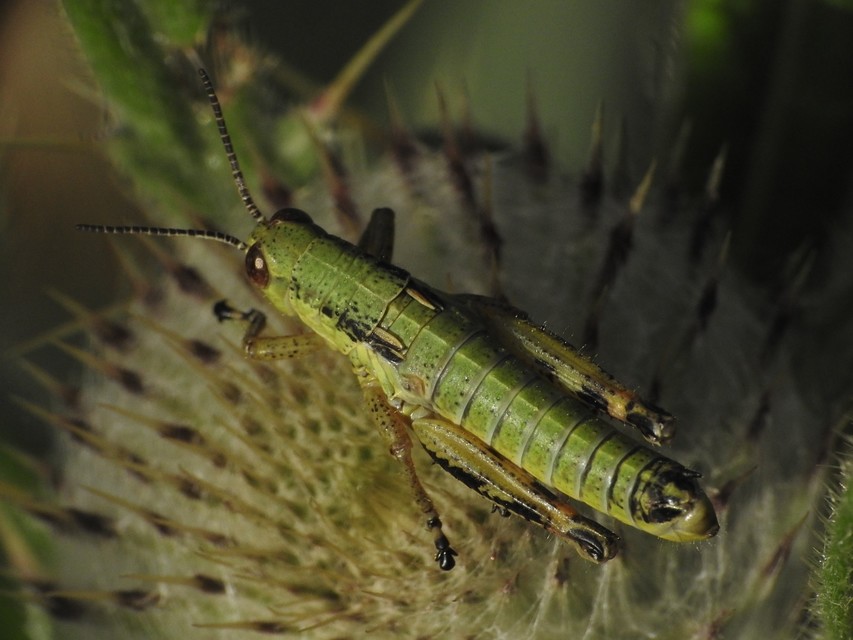 Pseudopodisma nagyi - Nagy-hegyisáska