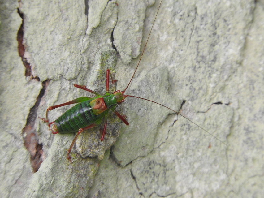 Barbitistes constrictus - északi málnaszöcske