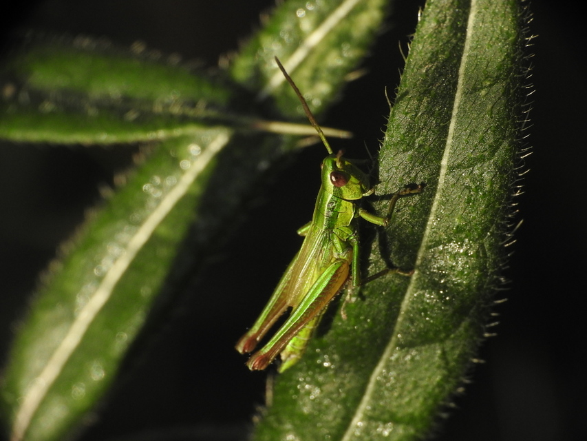 Euthystira brachyptera - smaragdzöld sáska