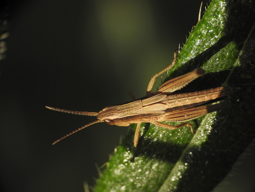 Chorthippus (Chorthippus) (subgenus)