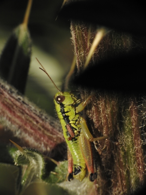 Pseudopodisma nagyi - Nagy-hegyisáska