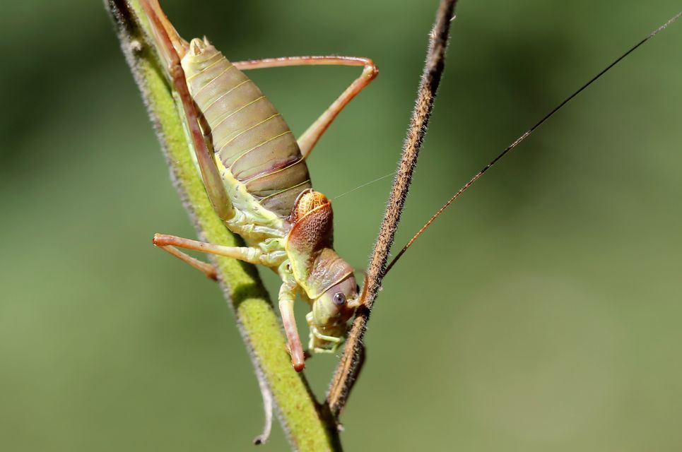 Ephippiger ephippiger - nyergesszöcske