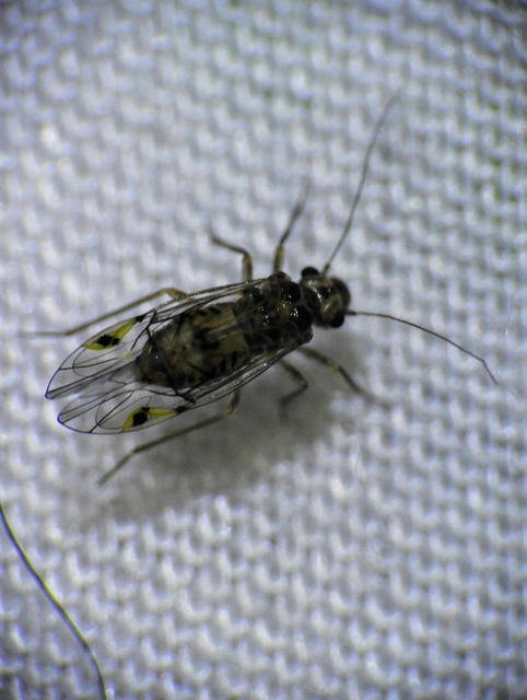 Psocoptera - Fürgetetvek