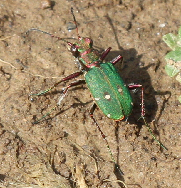 Cicindela campestris - mezei homokfutrinka