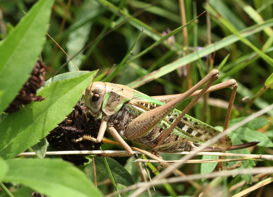 Decticus verrucivorus - szemölcsevő szöcske