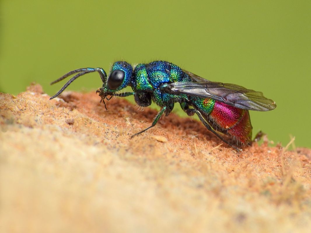 Chrysis fulgida
