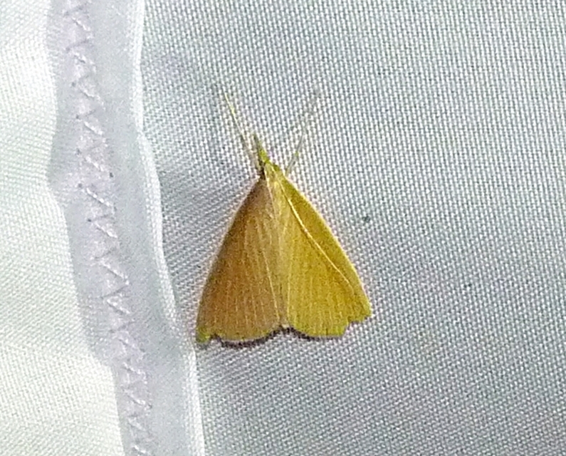Sclerocona acutellus - hegyesszárnyú tűzmoly