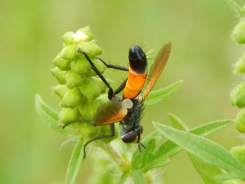 Cylindromyia