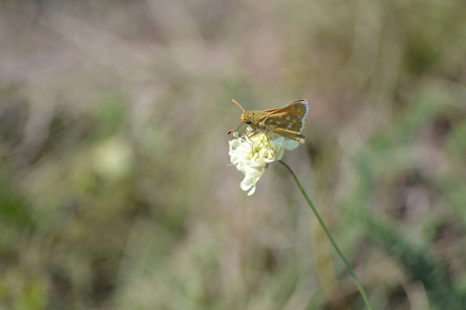Hesperia comma - vesszős busalepke