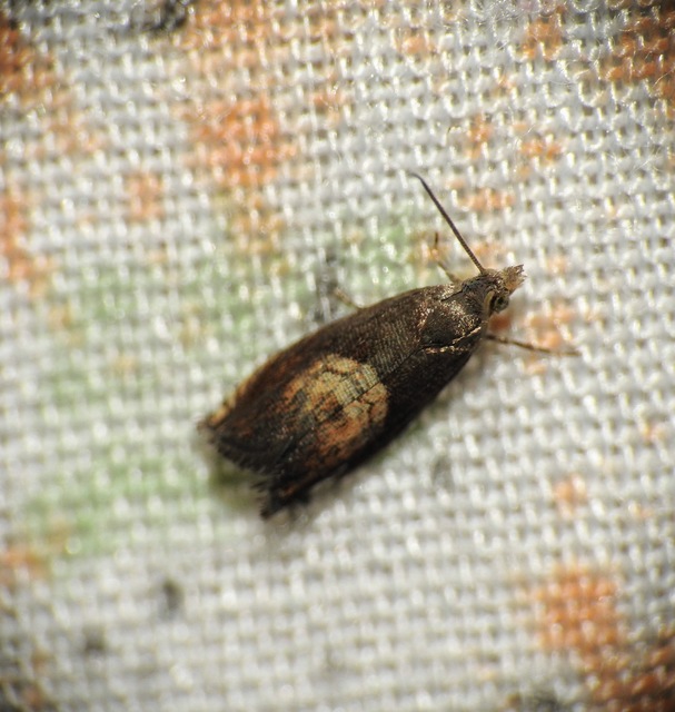 Dichrorampha heegerana - barna gyökérfúrómoly