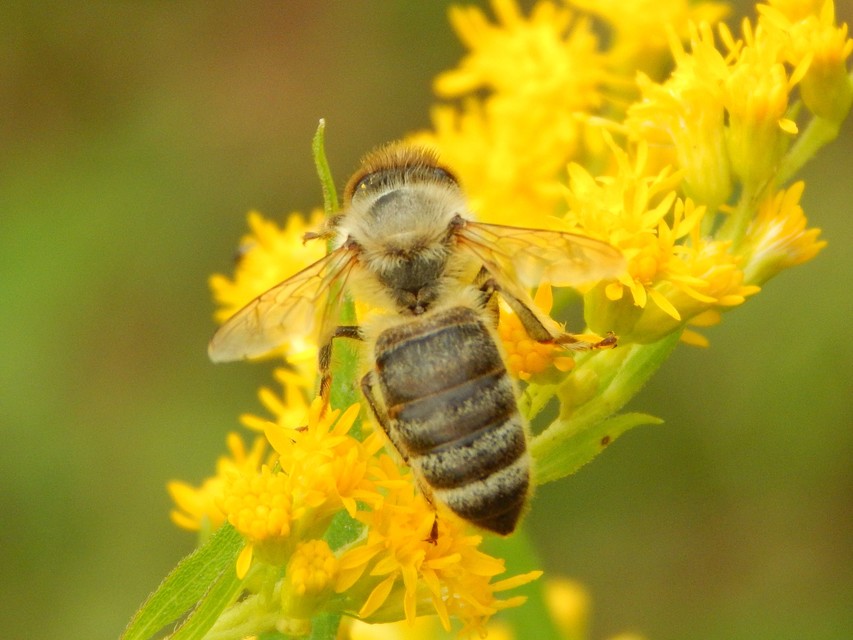 Apis mellifera - háziméh
