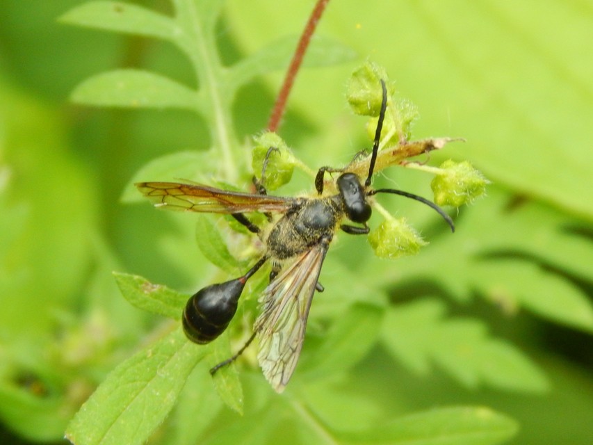 Isodontia mexicana - mexikói fűdarázs