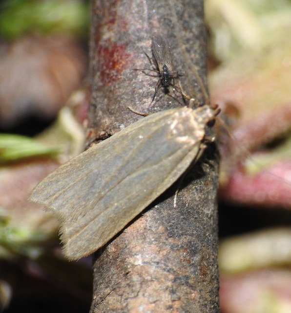 Acompsia cinerella - szürke sarlósmoly