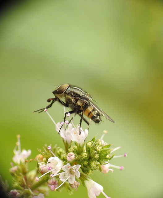 Stomorhina lunata - sáskaparazita légy