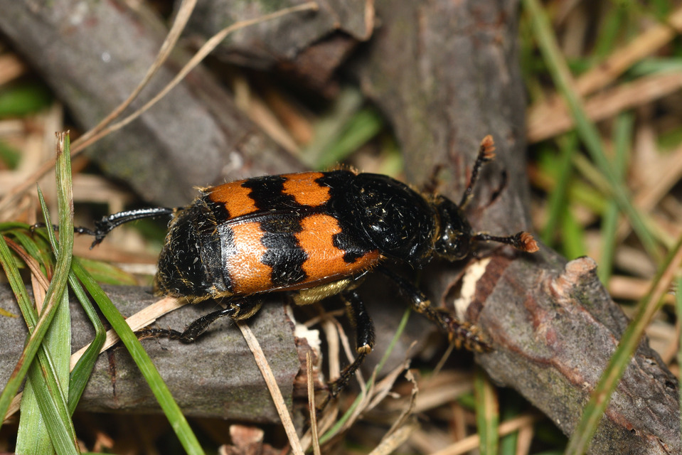 Nicrophorus vespillo - közönséges temetőbogár