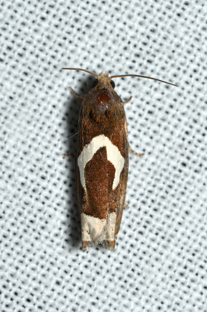 Epiblema foenella - kampósfoltú tükrösmoly