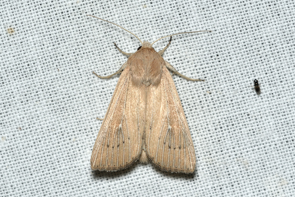 Leucania obsoleta - pontozott rétibagoly