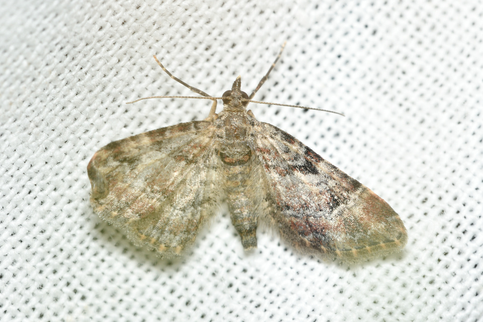Gymnoscelis rufifasciata - vöröscsíkos törpearaszoló