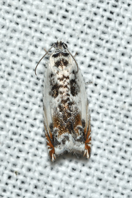 Ancylis laetana - fehér horgasmoly