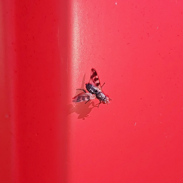 Ceroxys urticae