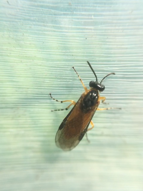 Tenthredinidae - valódi levéldarazsak