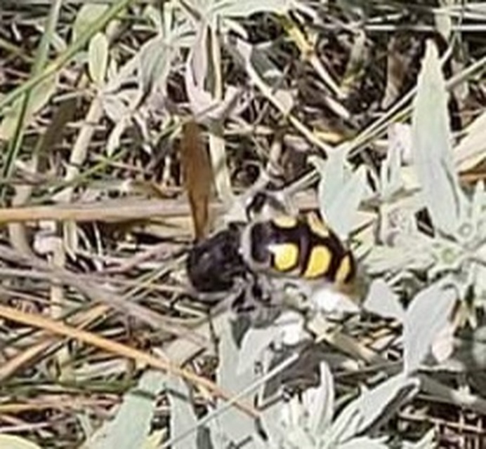 Colpa sexmaculata - hatfoltos tőrösdarázs