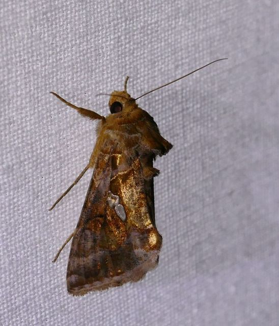 Chrysodeixis chalcites - déli aranybagoly