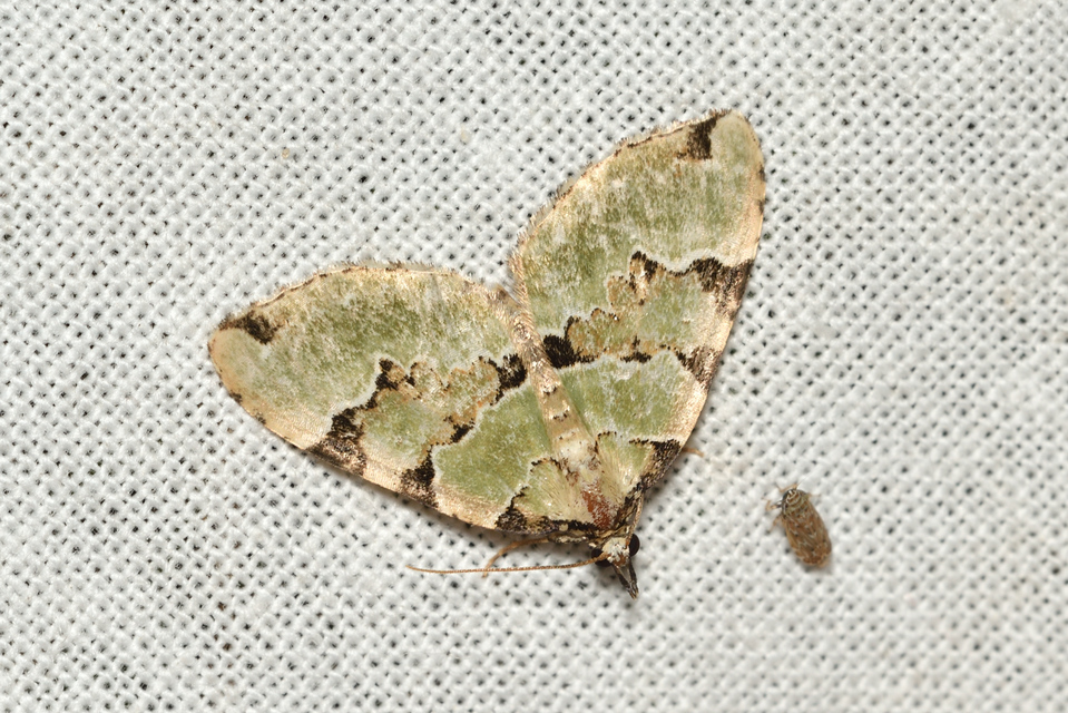 Colostygia pectinataria - zöld levélaraszoló