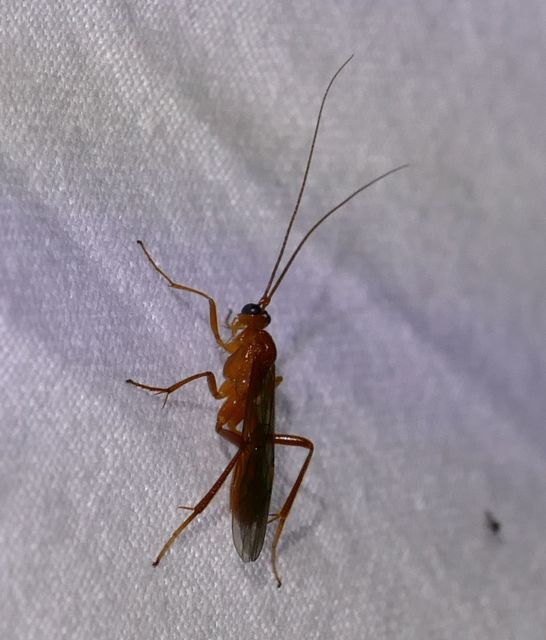 Braconidae - gyilkosfürkészek