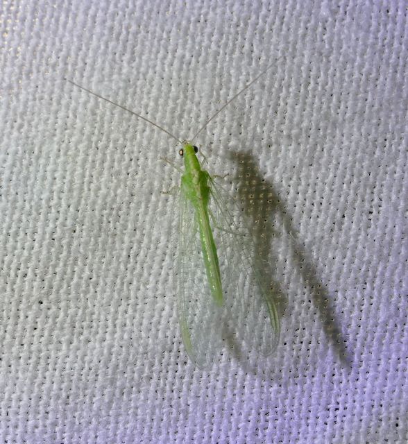 Chrysopidae - zöldfátyolkák