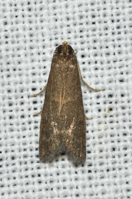 Euzophera bigella - kétcsíkos karcsúmoly