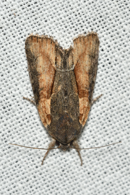 Bryophila raptricula/felina