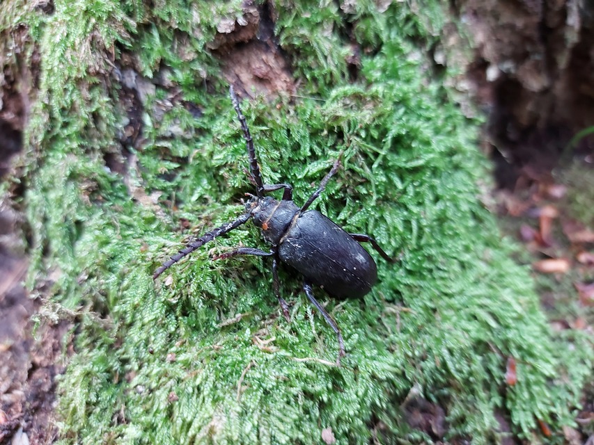 Prionus coriarius - csőszcincér