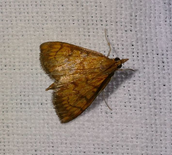 Ecpyrrhorrhoe rubiginalis - rozsdavörös tűzmoly