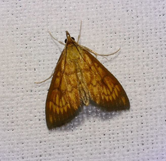 Ecpyrrhorrhoe rubiginalis - rozsdavörös tűzmoly
