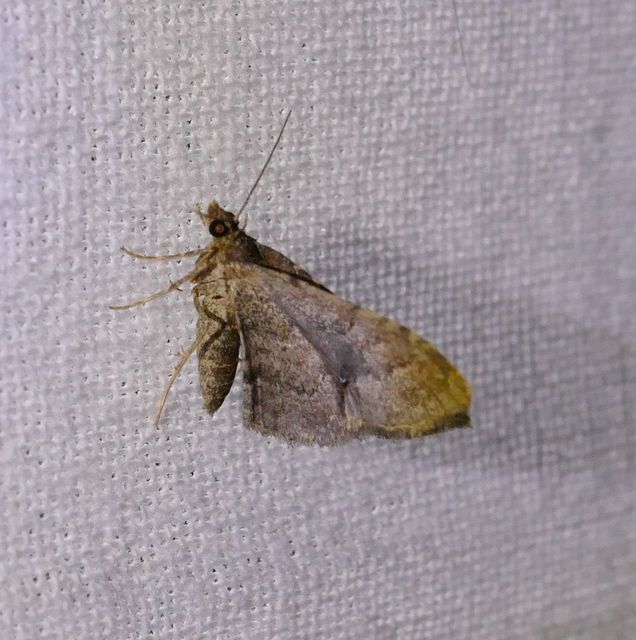 Orthonama obstipata - vándoraraszoló