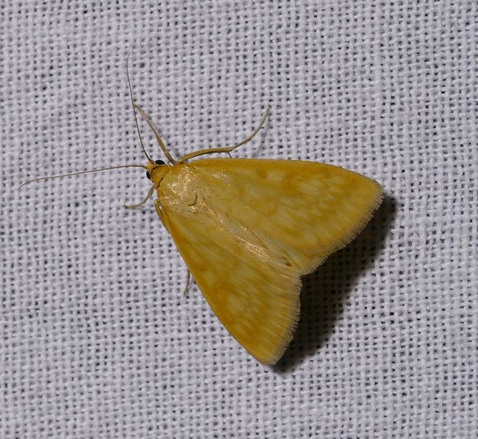 Sitochroa verticalis - világossárga dudvamoly
