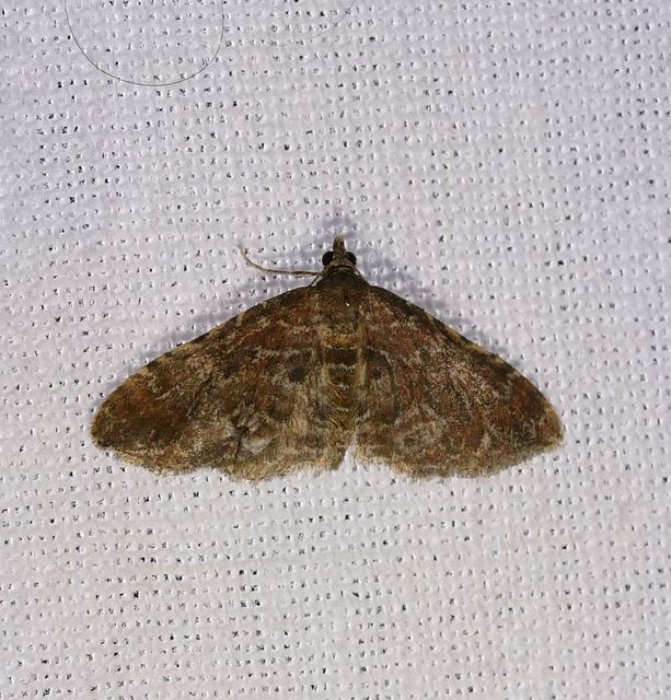Orthonama obstipata - vándoraraszoló