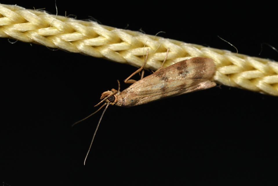 Homoeosoma sinuella - agyagsárga karcsúmoly