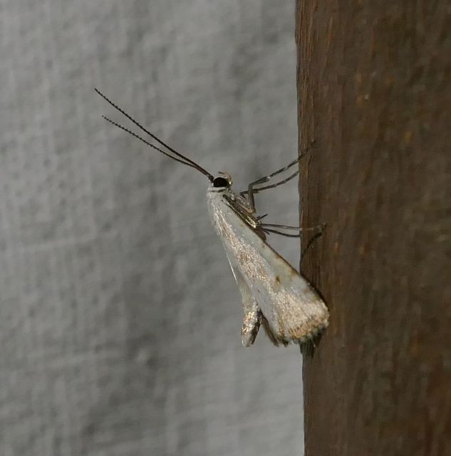 Cataclysta lemnata - békalencsemoly