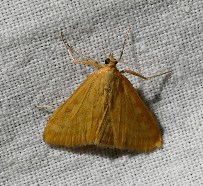 Sitochroa verticalis - világossárga dudvamoly