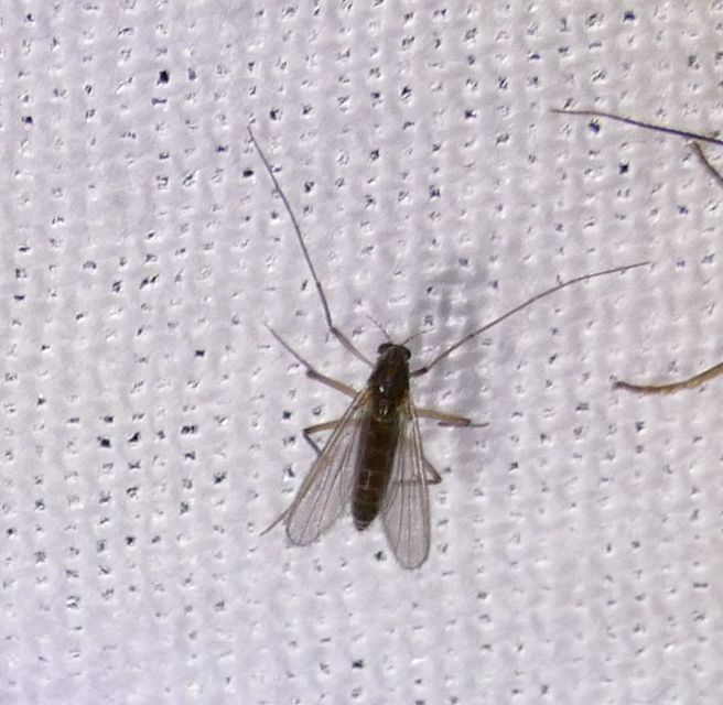 Chironomidae - árvaszúnyogok