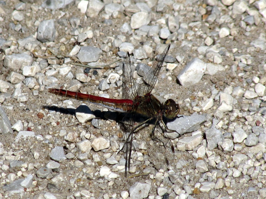 Sympetrum vulgatum - barkós katona-szitakötő