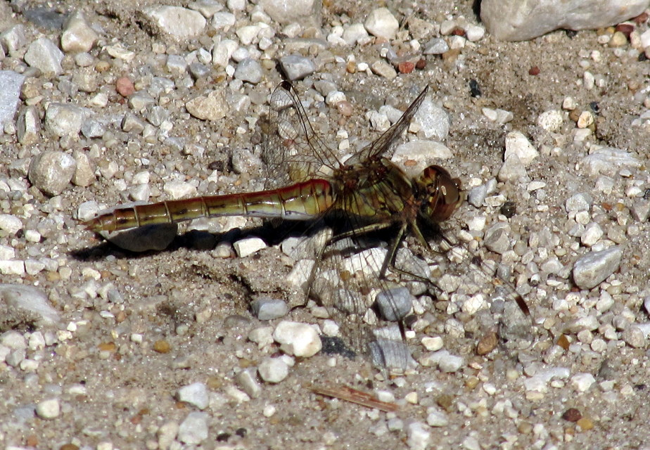 Sympetrum vulgatum - barkós katona-szitakötő