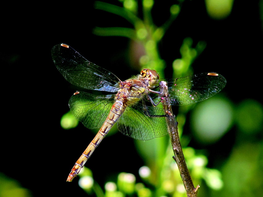 Sympetrum vulgatum - barkós katona-szitakötő