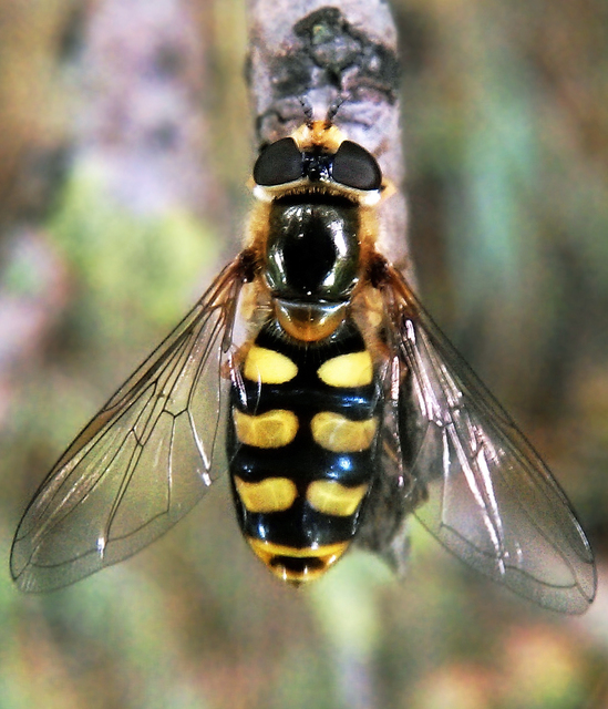 Eupeodes