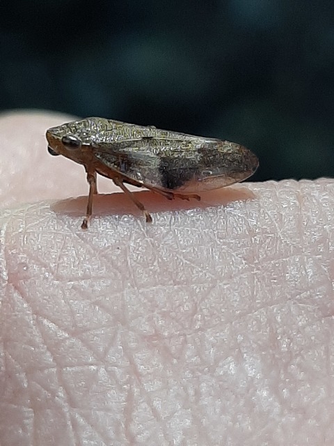 Aphrophora alni